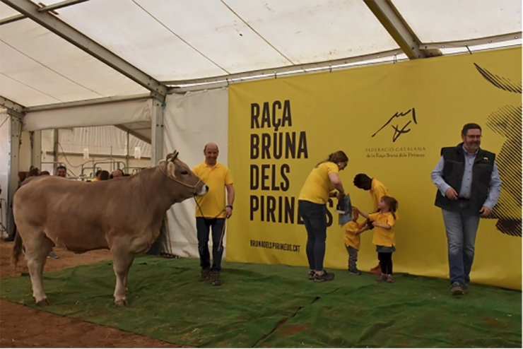 La vaca bruna està en plena expansió al Pirineu.